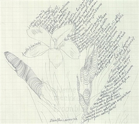 Anne-Mie Melis: A New Niche for Nature at Oriel Myrddin Gallery